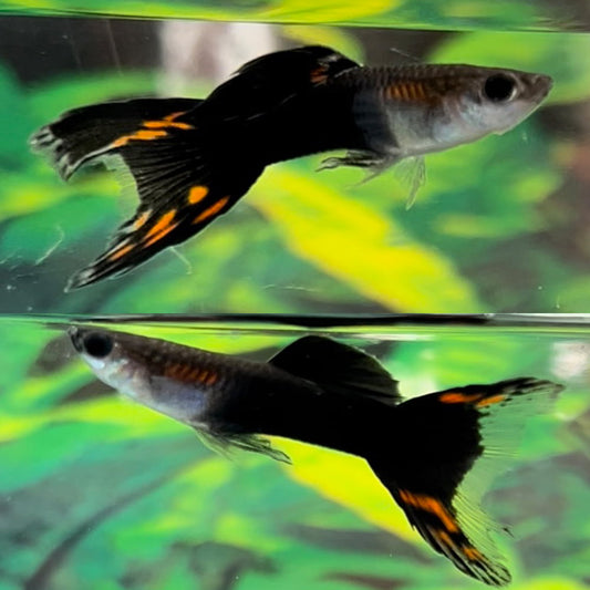 Black Lyretail Guppy
