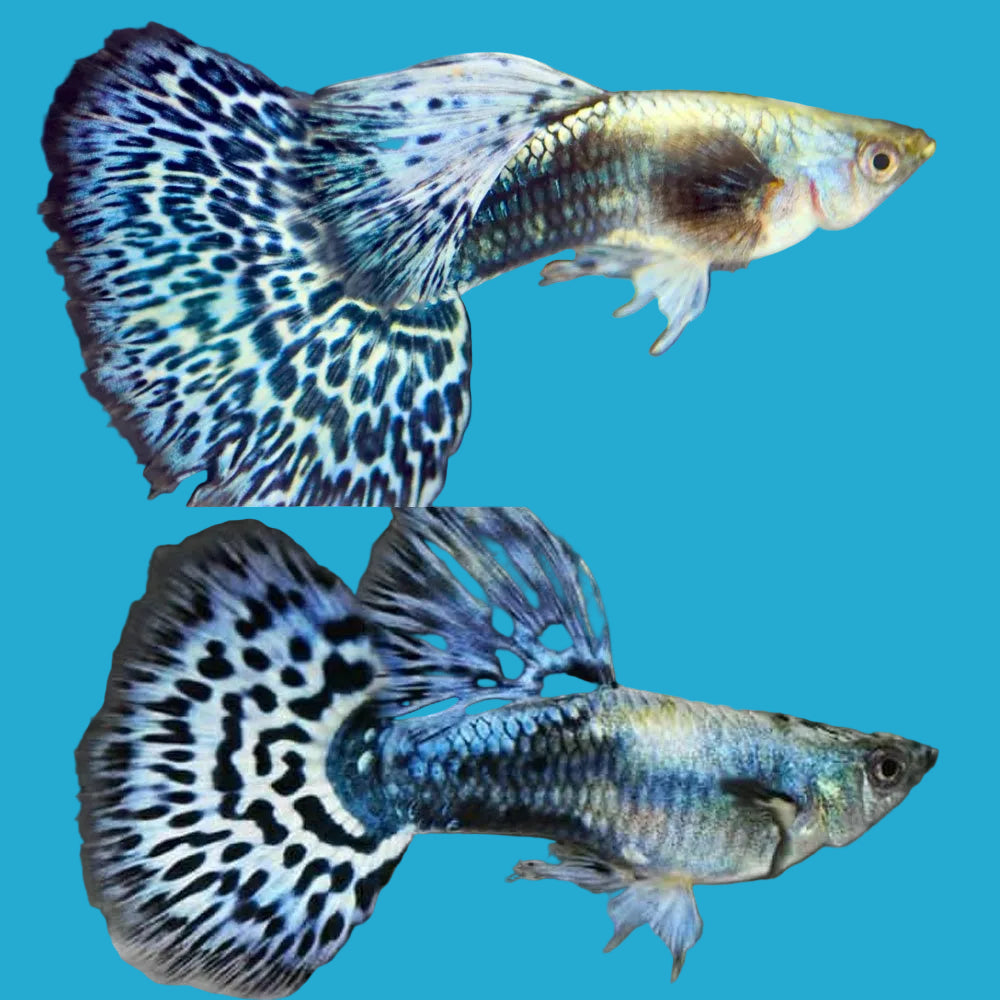 Blue Mosaic Guppy