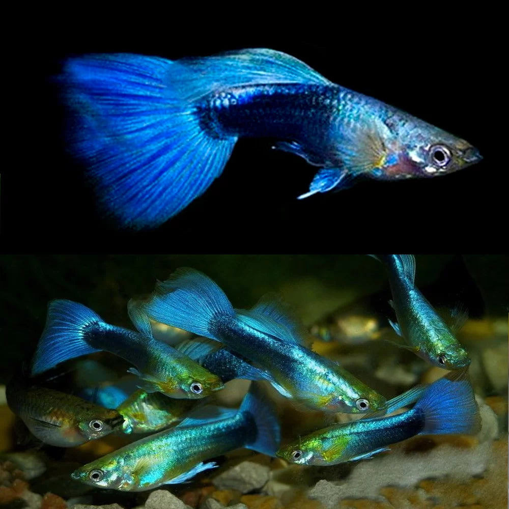 Neon Blue Guppy - Male