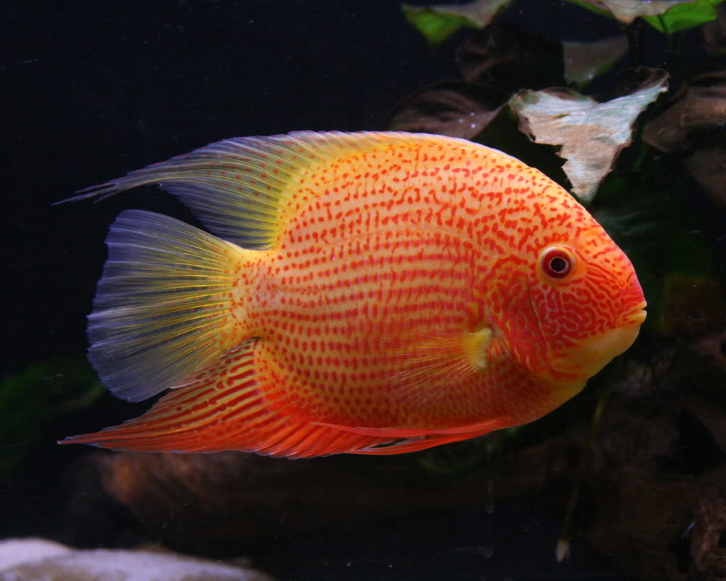 Cichlid - Gold Severum