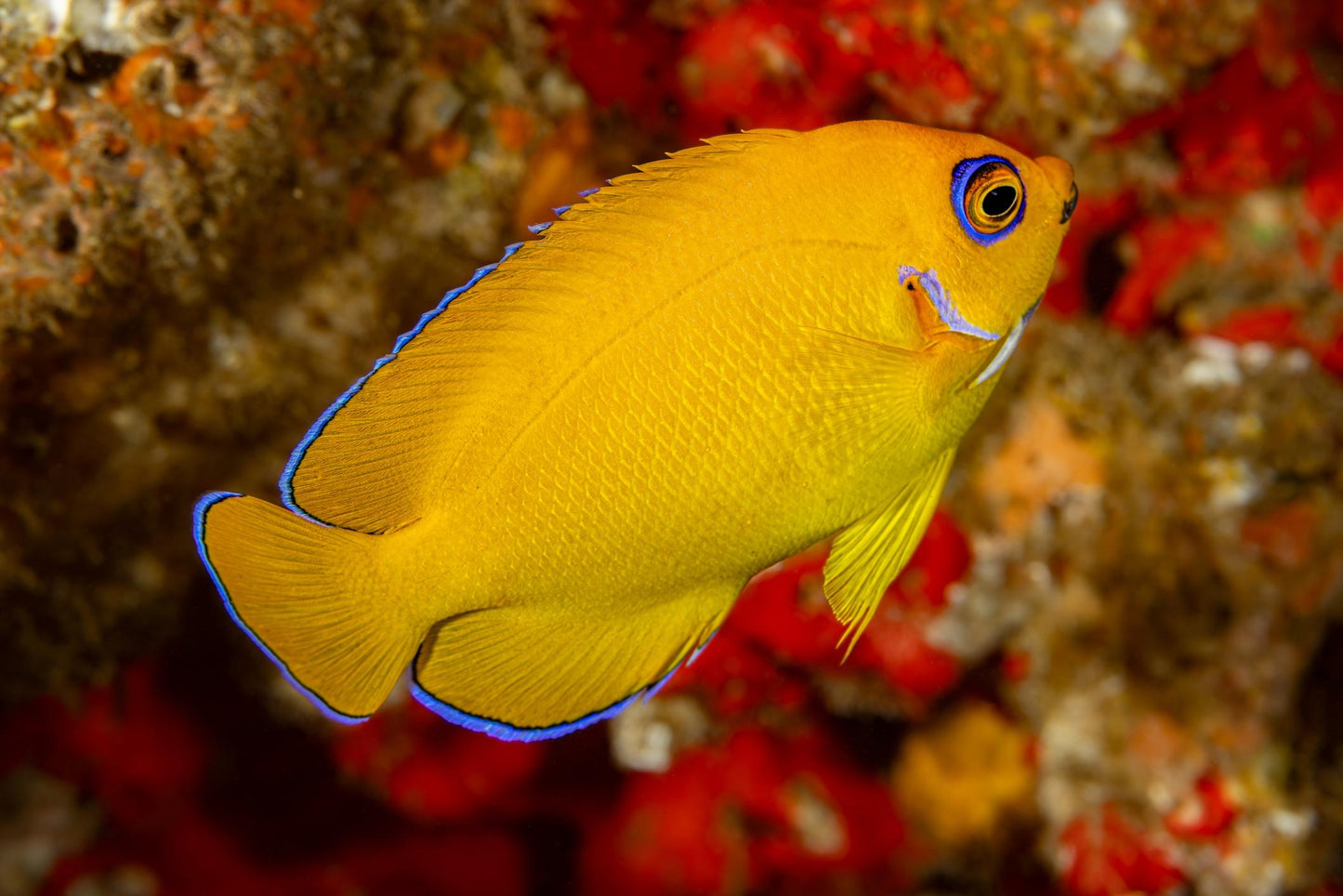 Lemon Peel Dwarf Angelfish