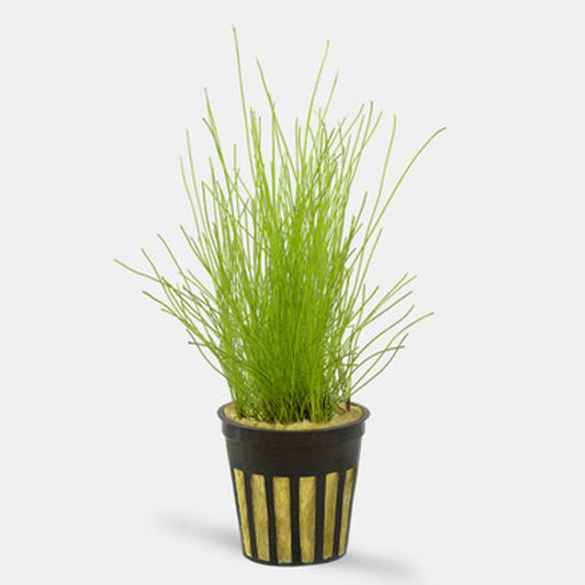 Dwarf Hairgrass