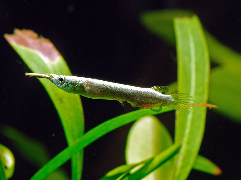 Silver Wrestling Halfbeak
