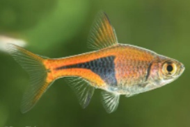 Harlequin Rasbora