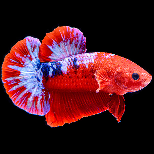 Hellboy Red and Blue Betta - Male