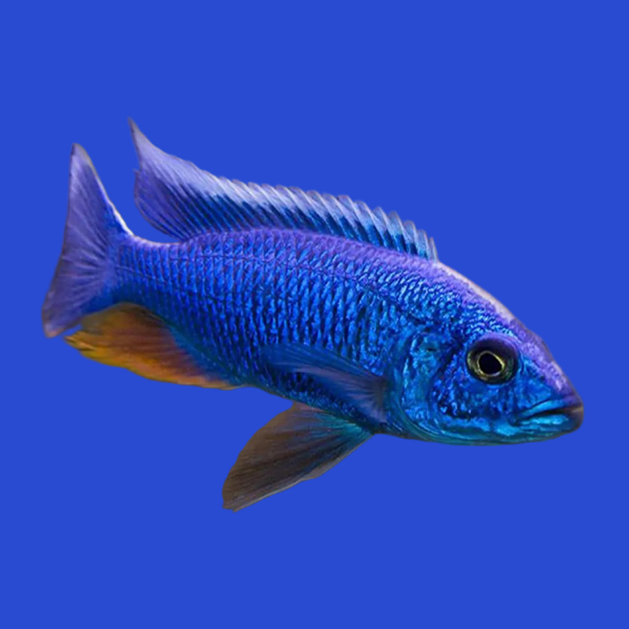Cichlid - Electric Blue Ahli