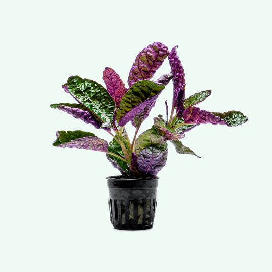 Purple Waffle — Hemigraphis exotica - Potted - 🟢 EASY
