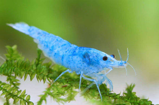 Blue Jelly Shrimp - Locally Bred