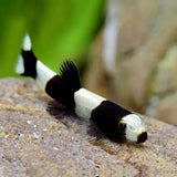 Panda Garra