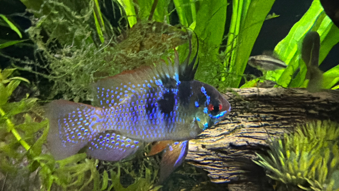 German Blue Ram - Locally Bred