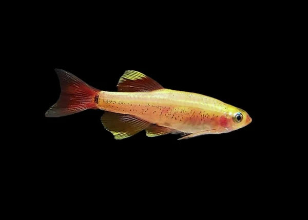Gold White Cloud Mountain Minnow