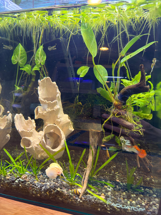 Standing Log