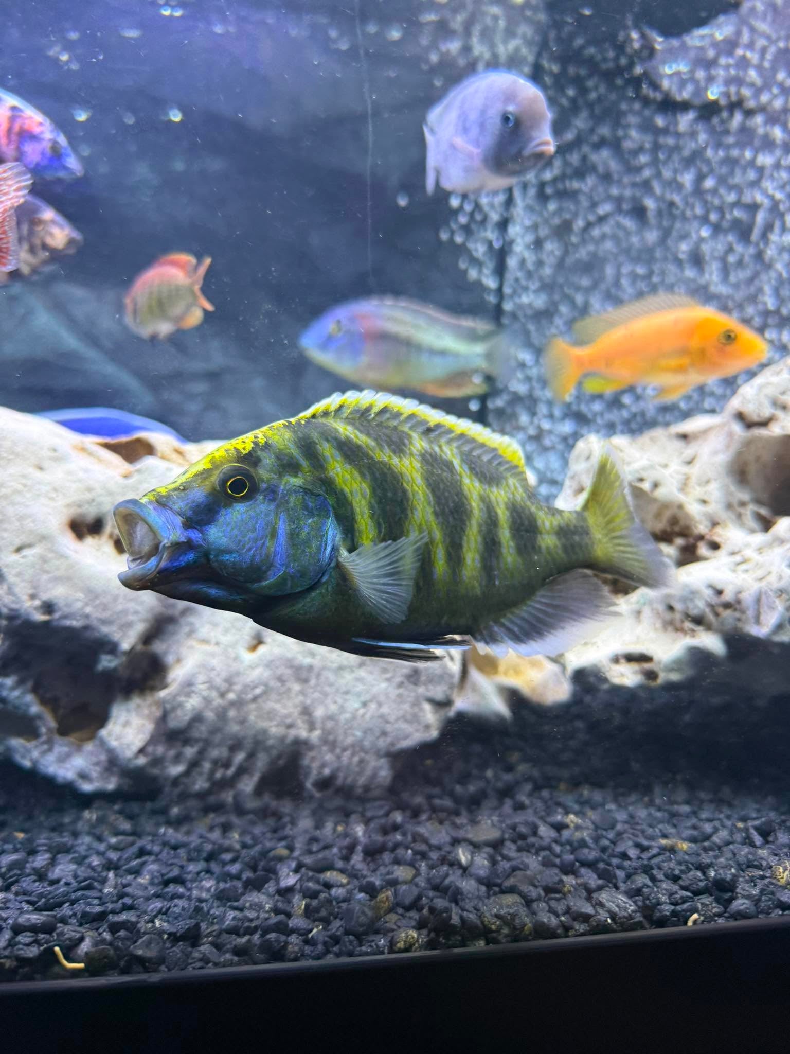 Cichlid - Venustus Cichlid – Wet Pets Aquatics