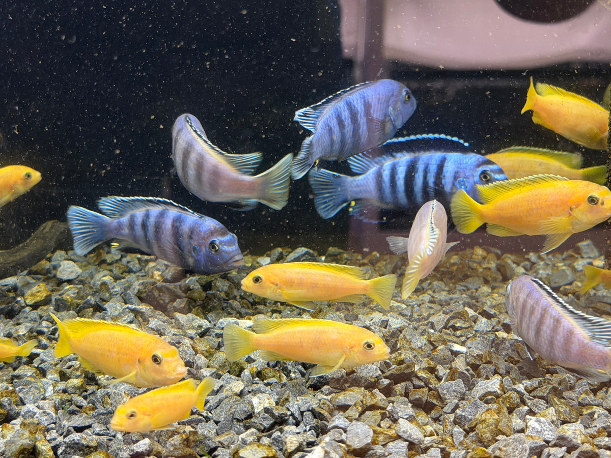 Saulosi Cichlid