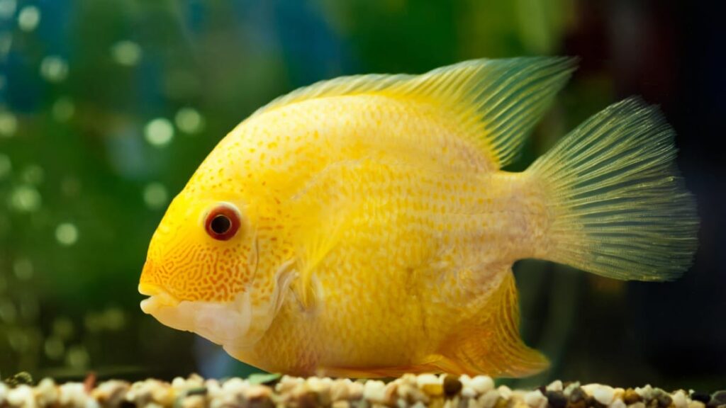 Cichlid - Gold Severum