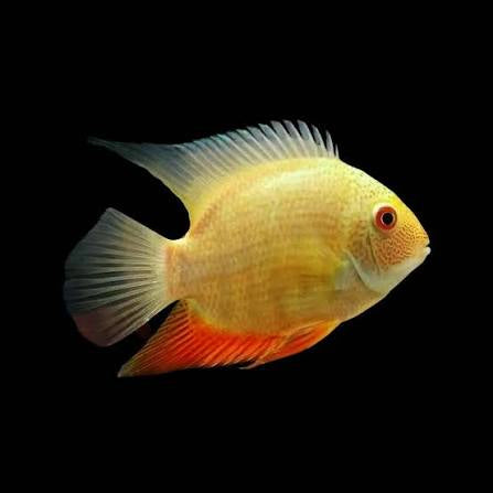 Cichlid - Gold Severum
