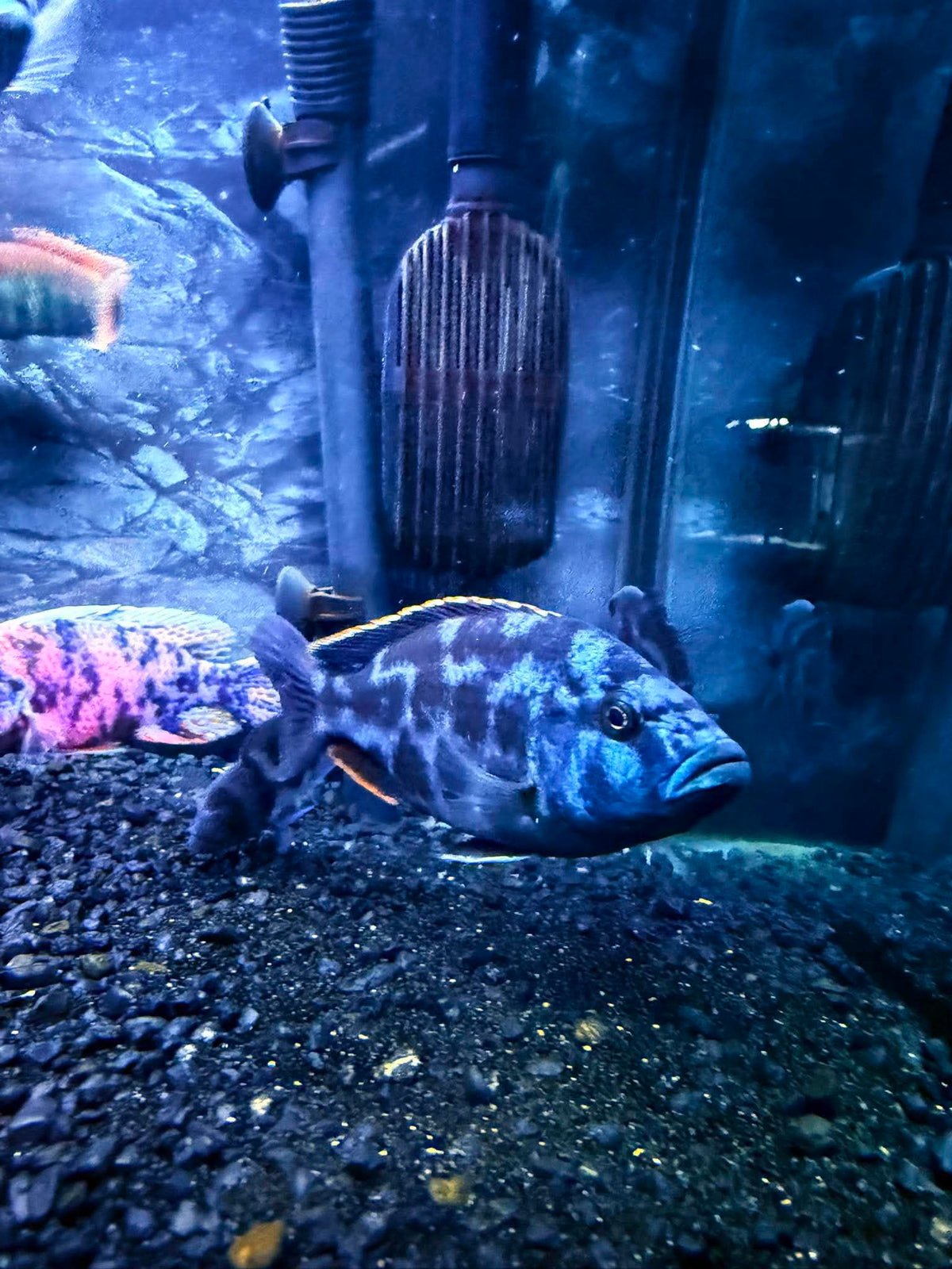 Cichlid - Livingstonii Hap