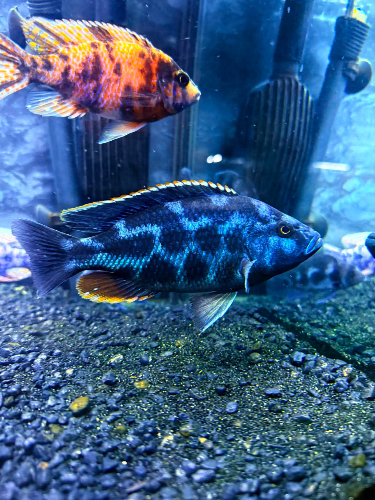 Cichlid - Livingstonii Hap