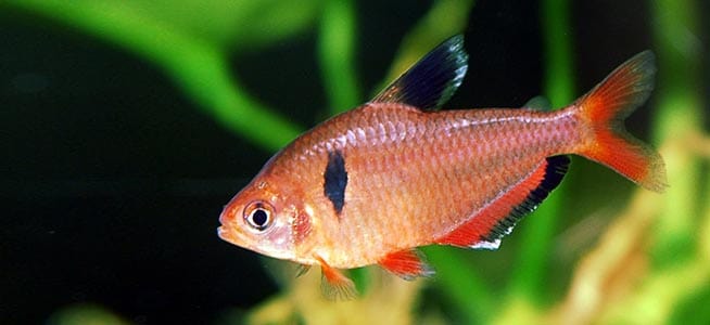 Serpae Tetra