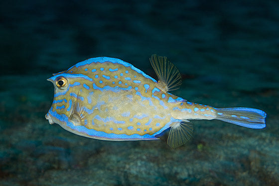 Scrawled Boxfish