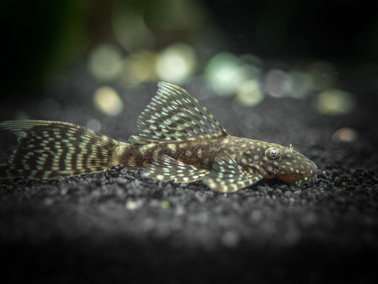 Longfin Bristlenose Pleco
