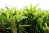 Hygrophila Salicifolia (Willow Leaf Hygro, Blue Hygro, Hygro Blue, and Willow-leaf Hygrophila)