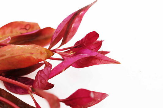 Alternanthera Reineckii (Scarlet Temple)