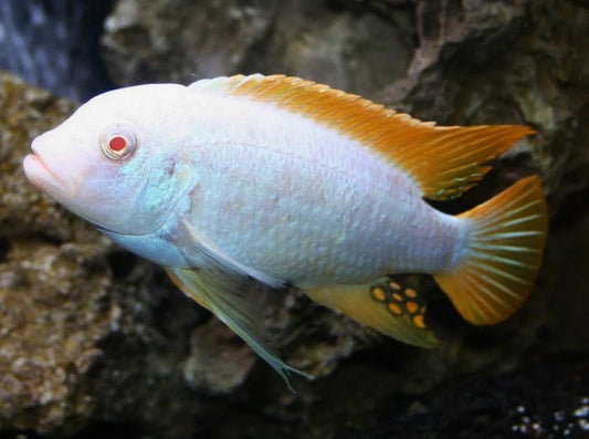 Albino Redtop Zebra Cichlid