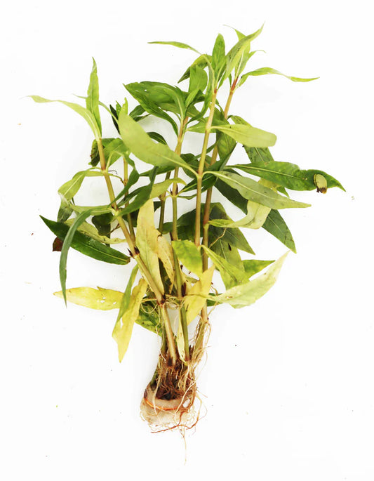Hygrophila Salicifolia (Willow Leaf Hygro, Blue Hygro, Hygro Blue, and Willow-leaf Hygrophila)