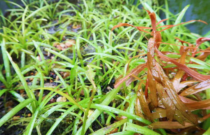 Dwarf Sagittaria Subulata (Dwarf Sag, Hudson Sagittaria (Narrow-leaf Arrowhead, Awl-leaf Arrowhead, and Ribbon Wapato)