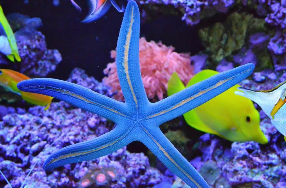 Blue Linckia Starfish