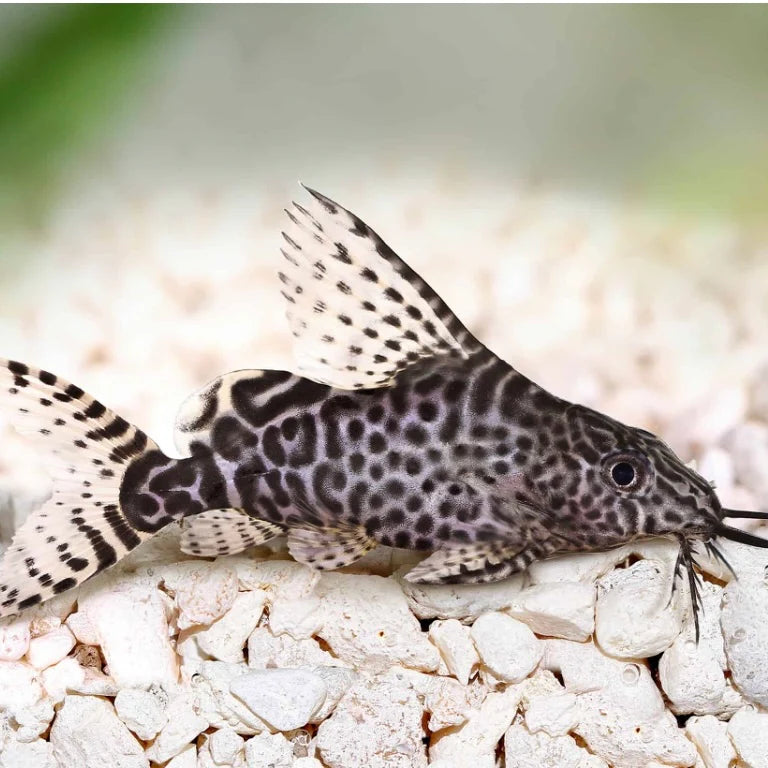 Synodontis Lace Catfish