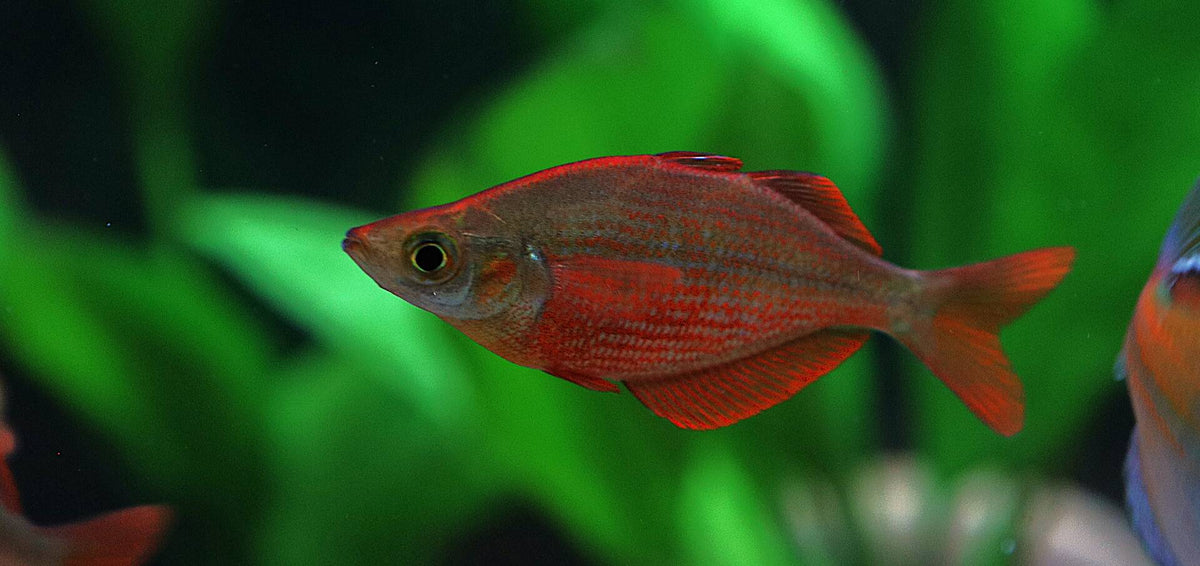 Millennium Rainbowfish
