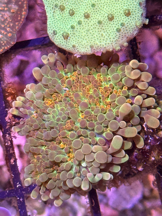 2" WYSIWYG Rainbow Yuma Mushroom