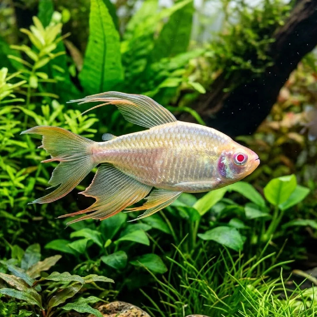 Albino Congo Tetra