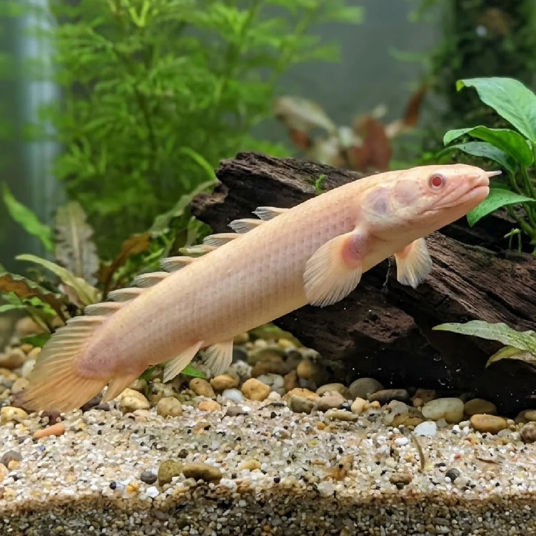 Albino Dinosaur Senegalus Polypterus / Senegal Bichir (Copy)