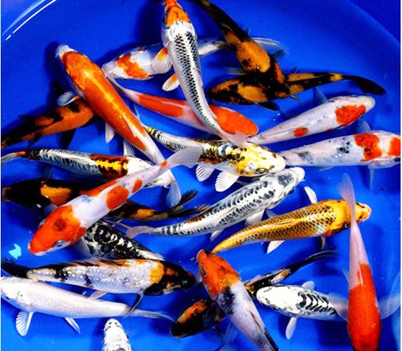 Assorted Koi 3.5"