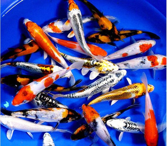 Assorted Koi 3.5"