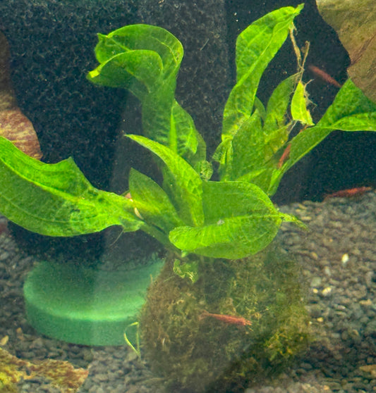 Java Moss Ball with Plant