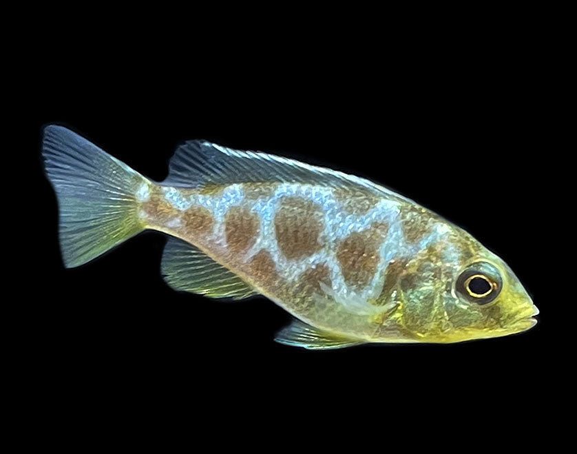 Cichlid - Venustus Cichlid
