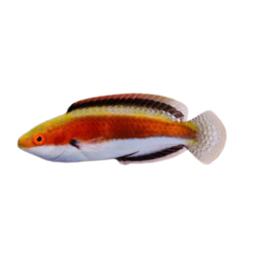 Katherine's Fairy Wrasse
