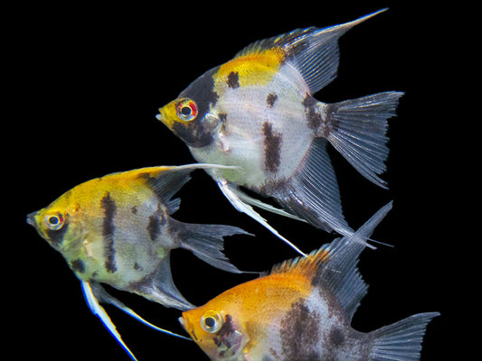 Assorted Koi Angelfish