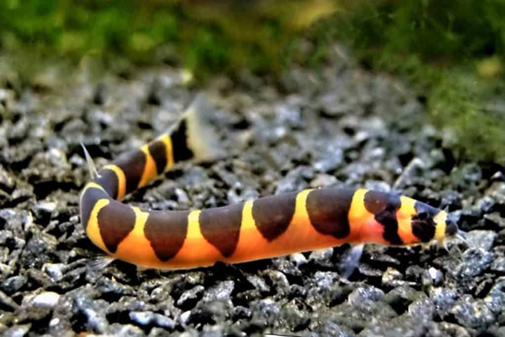 Kuhlii Loach