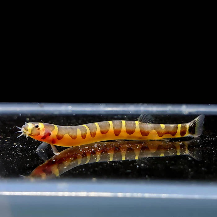Kuhlii Loach