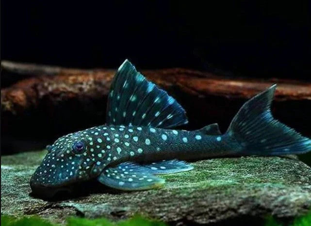 Blue Phantom Pleco L128