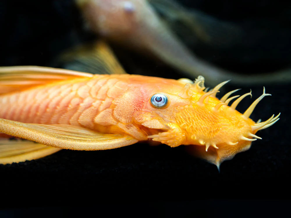Blue-Eyed Lemon Bristlenose Pleco