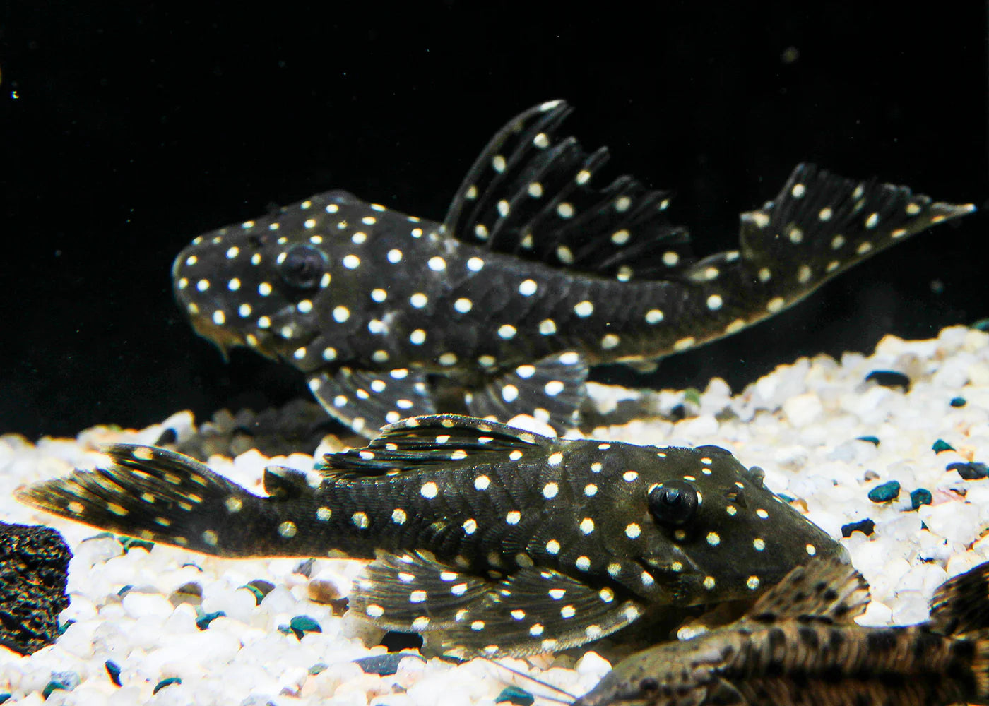 Polka Dot Pleco L201 (Snowball)