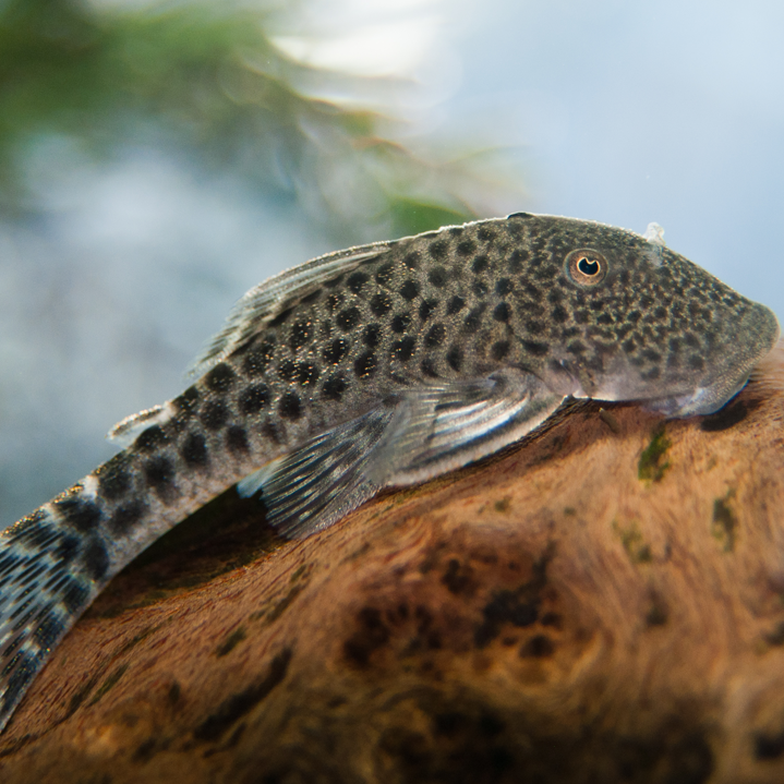 Spotted Albinus Rubber Pleco