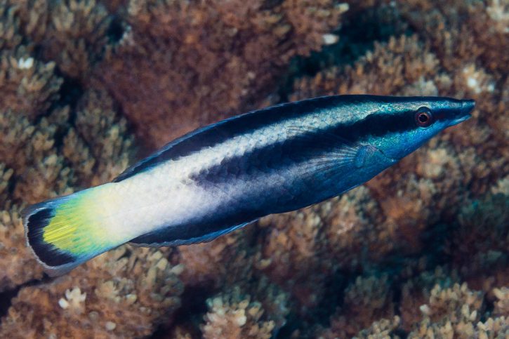 Bicolor Cleaner Wrasse