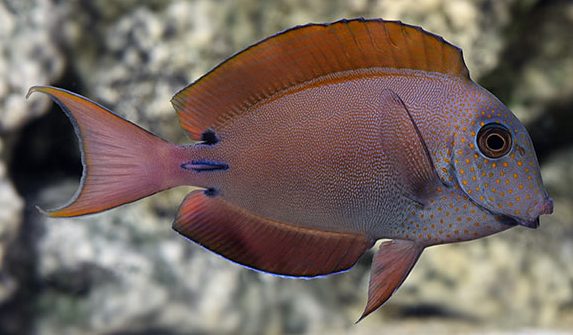 Lavender Forktail Tang
